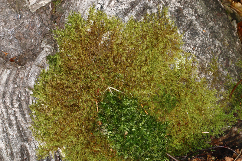 Hypnum cupressiforme var. cupressiforme